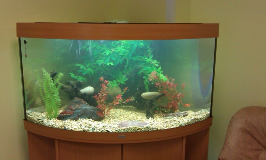 Аквариумист – профессионал в уходе за аквариумами