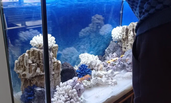 Запуск аквариума