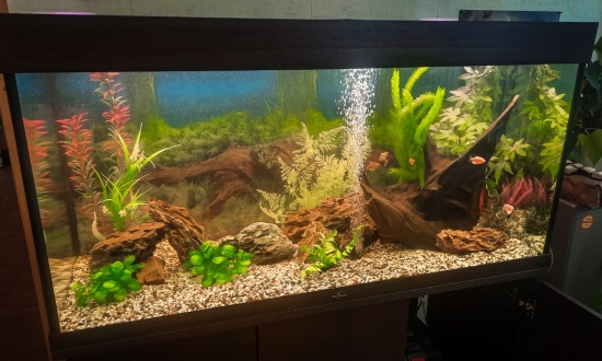 Аква сервис в аквариумистике