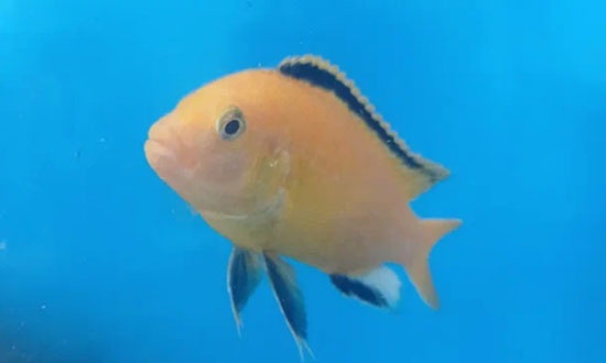 Аквариумистика