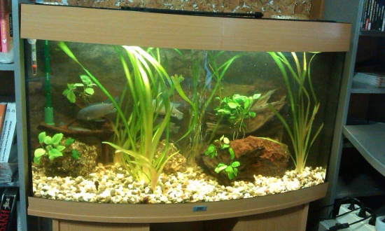 Обслуживание аквариума vs чистка: в чём разница и почему это важно