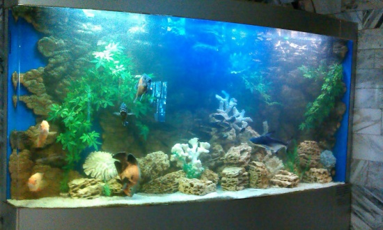 Обслуживание аквариумов юридических лиц