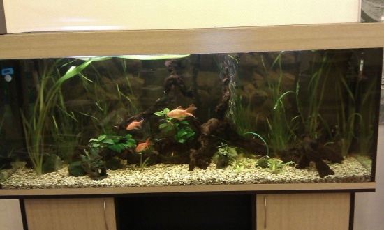 Аквариум в загородном доме