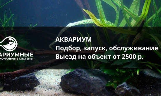 Запуск нового сайта Аквариумные профессиональные системы