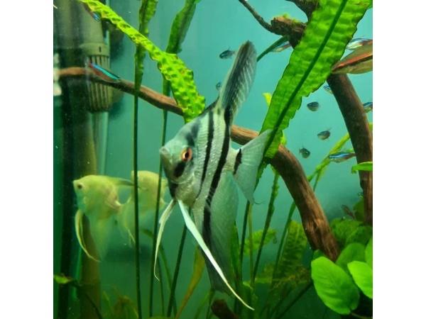 Запуск аквариума